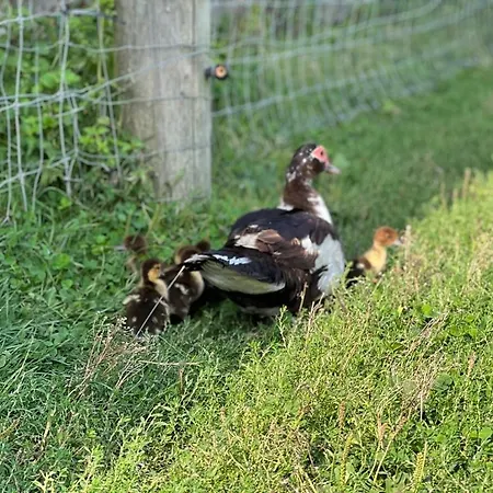 カントリーハウス Hohenwarte Højer