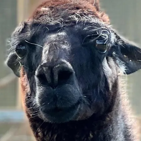 Hohenwarte カントリーハウス