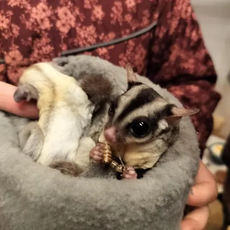 Hohenwarte カントリーハウス