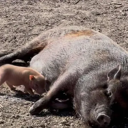 Hohenwarte Εξοχικό σπίτι Højer