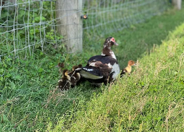 乡村民宿 Hohenwarte Højer