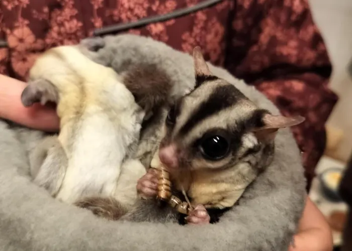 Hohenwarte Venkovský dům