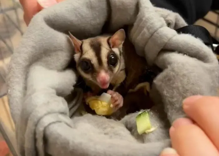 Hohenwarte Venkovský dům *