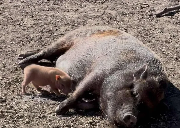 Hohenwarte 乡村民宿 Højer